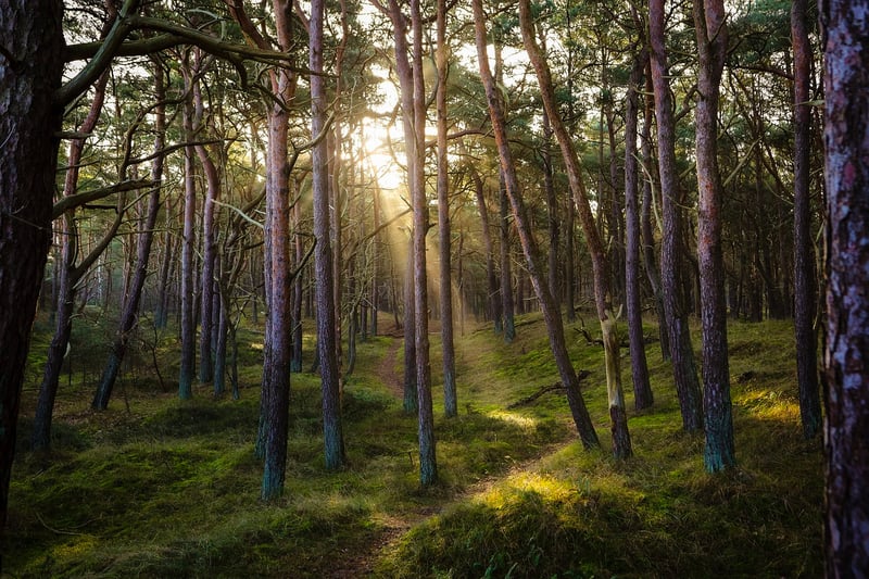 Nature and Qi Gong